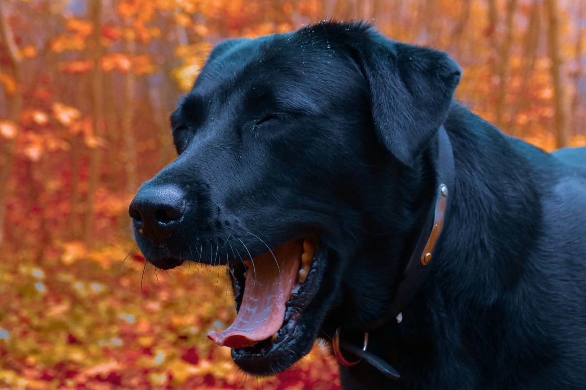 Reverse sneezing in dogs is telling you that your dog's body is reacting to something. 