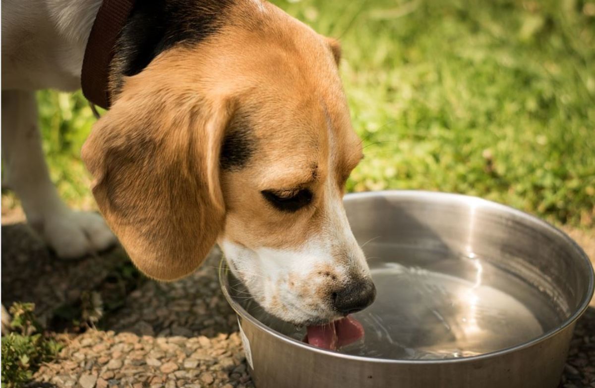 Reflections from a metal water bowl can scare a skittish dog.