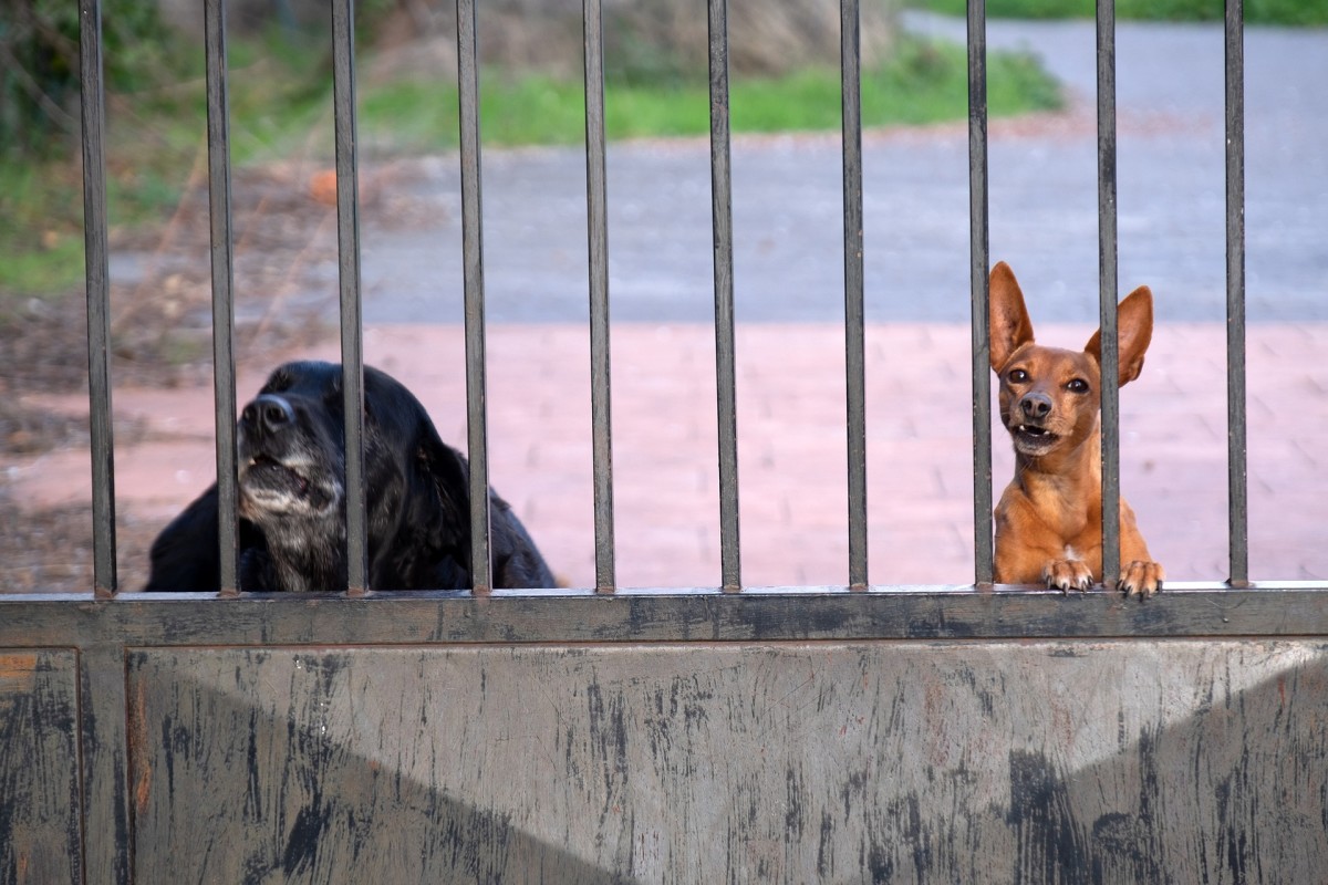 why does my dog run up and down the fence