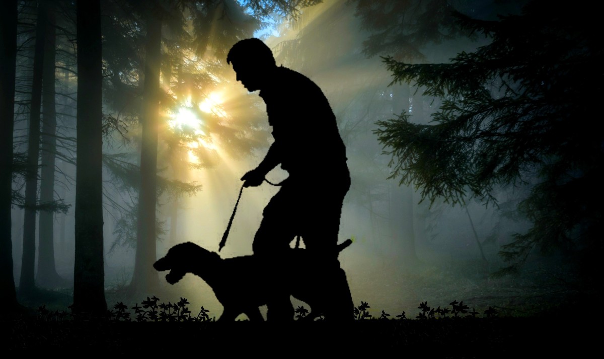 Ask the Vet: Can You Walk Dogs After They Eat? - Dog Discoveries