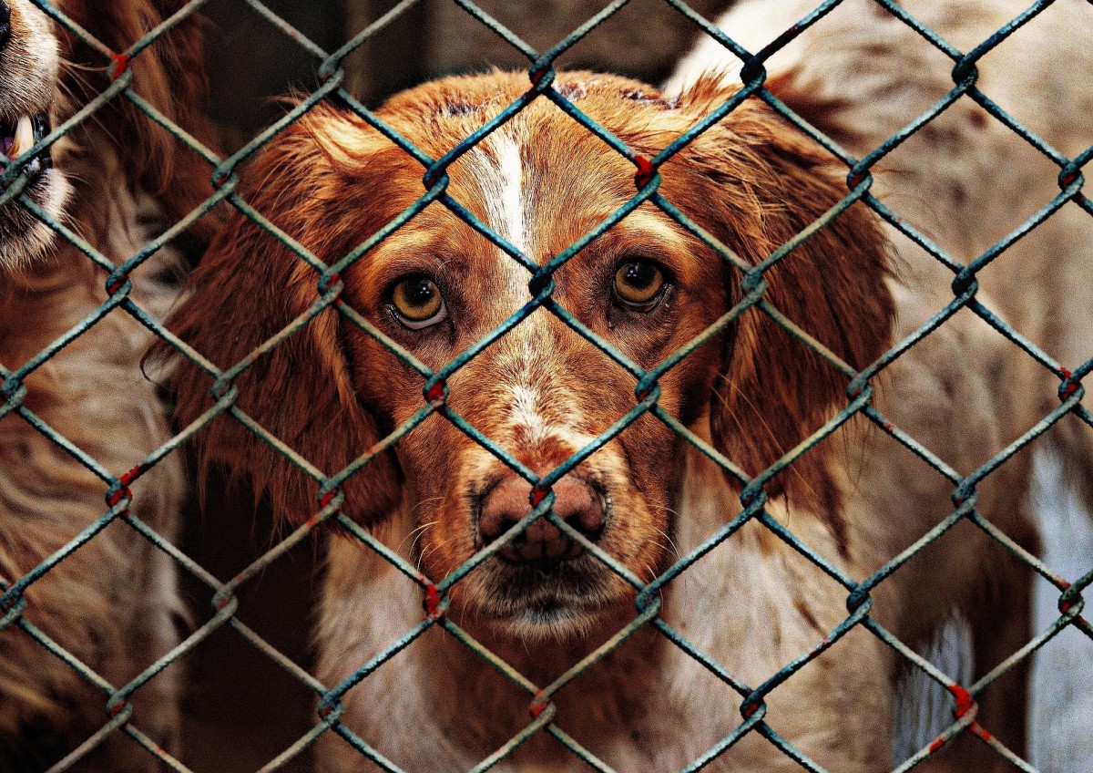 why-do-rescue-dogs-have-separation-anxiety-dog-discoveries