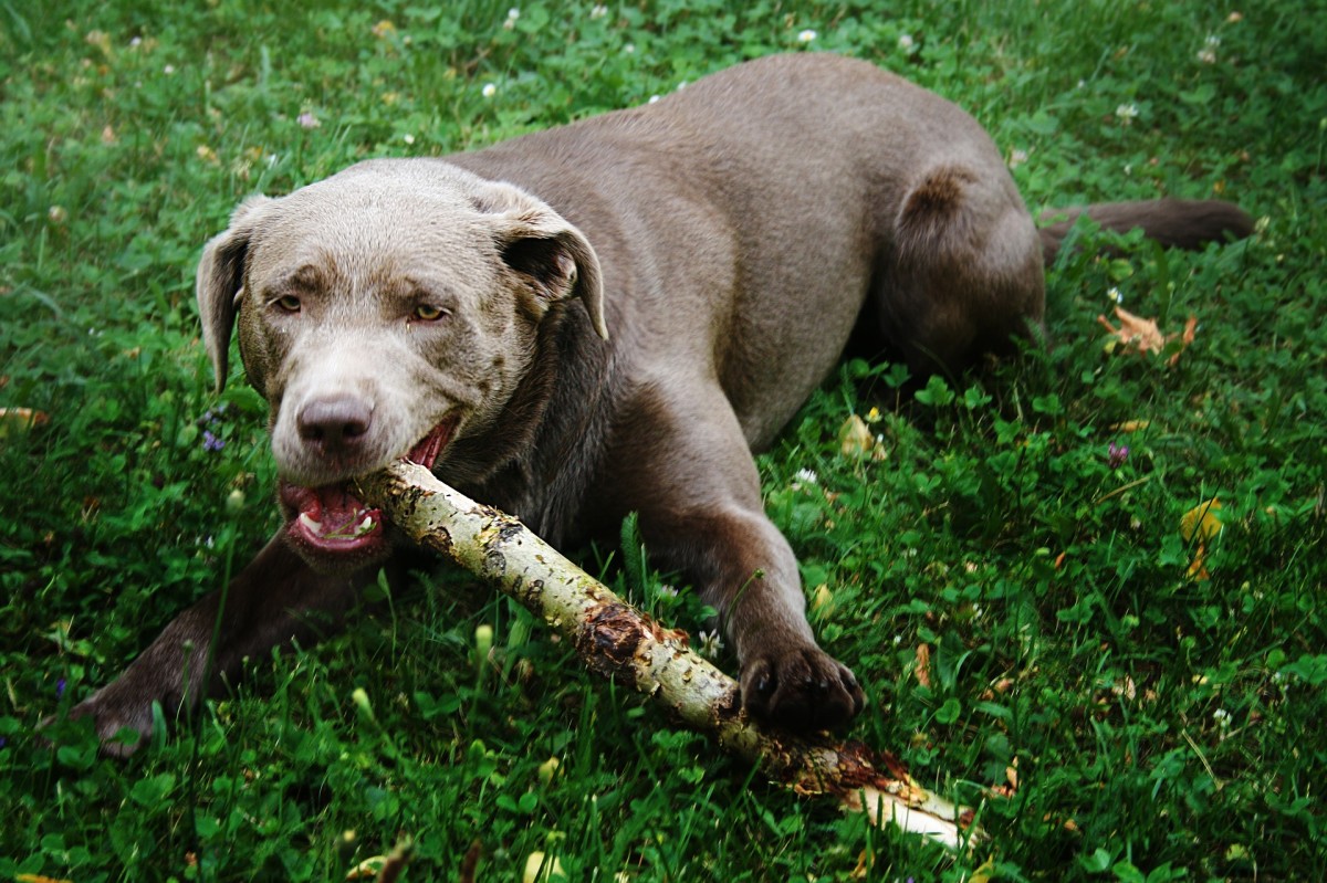 Dogs undergo a second teething stage and dogs can become obsessed with chewing sticks.