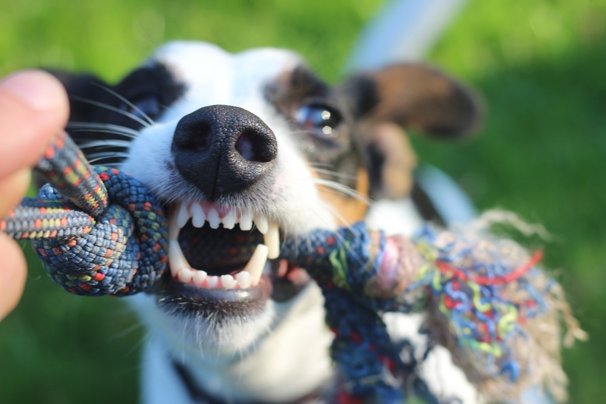 do dogs like to play tug of war