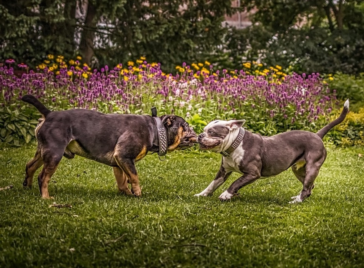 do dogs like playing tug of war