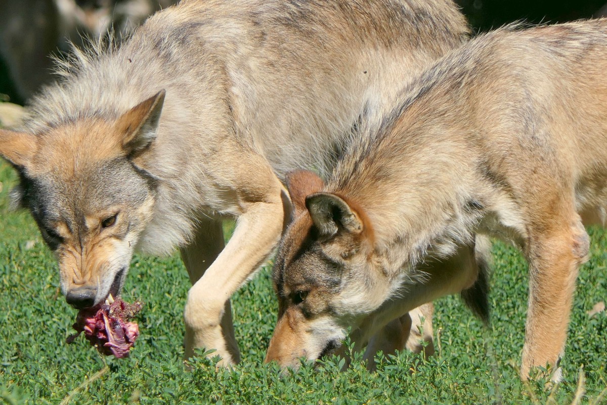 Why Do Dogs Like Playing Tug Of War Dog Discoveries