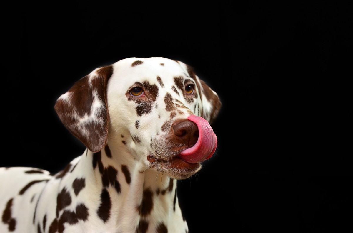 Dog saliva appears to have some mild antibacterial effects against E-coli and streptococcus.