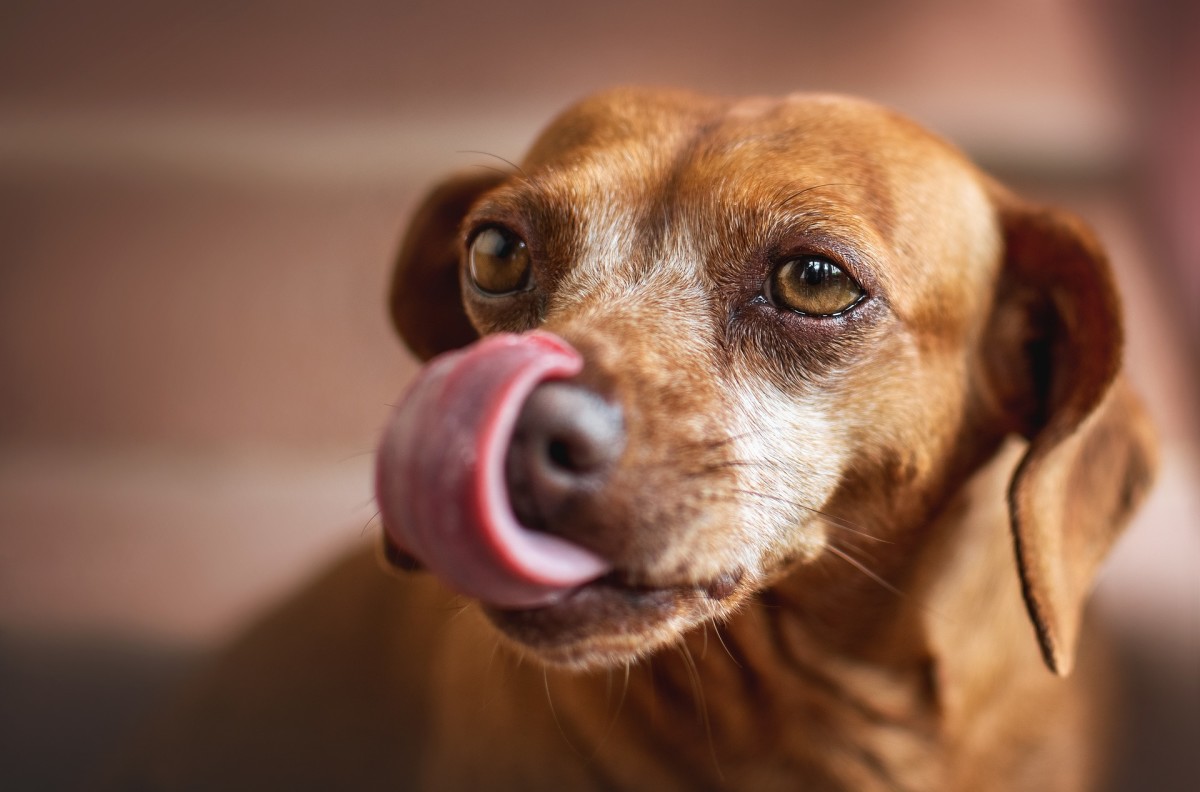 why-do-dogs-lick-their-wounds-dog-discoveries