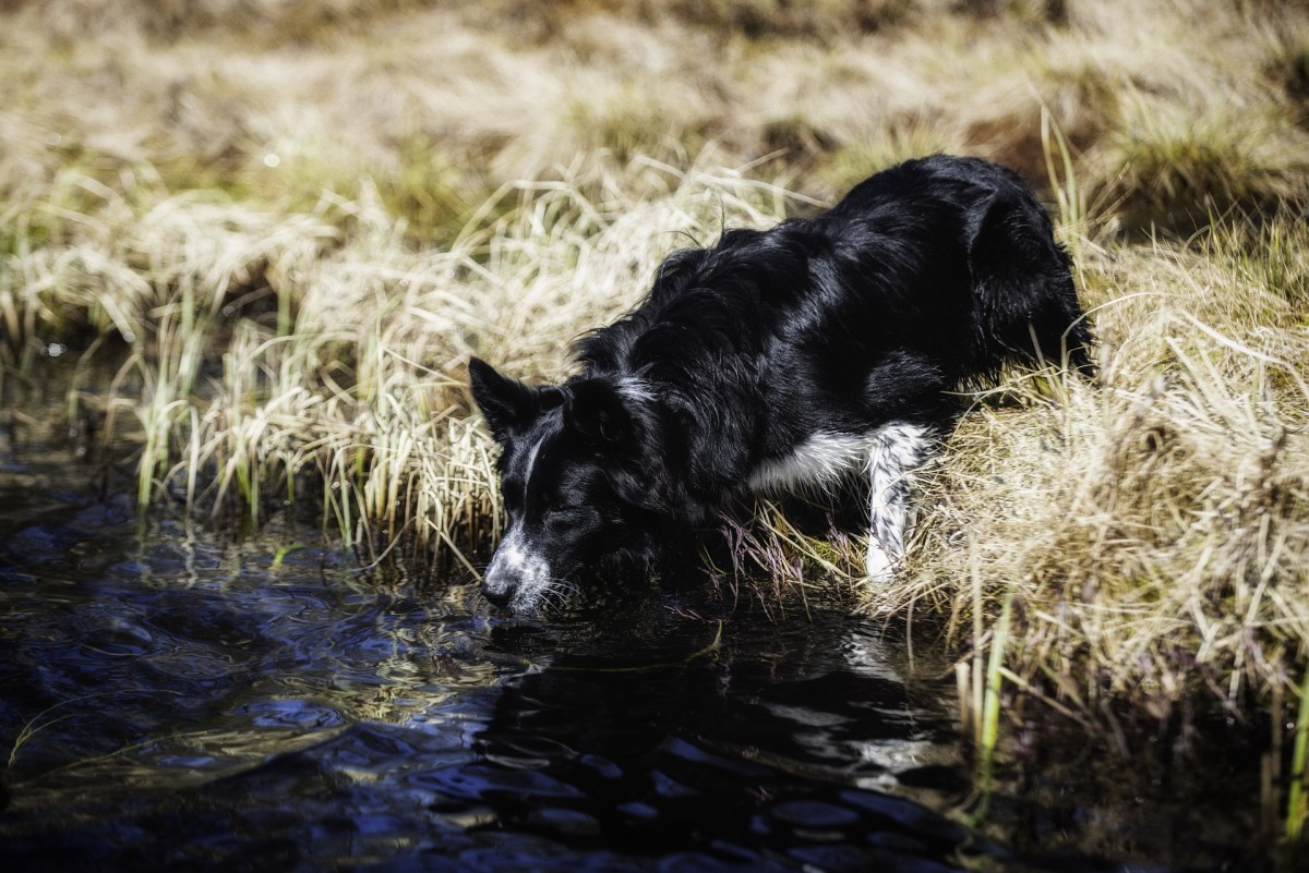 why is my dog mouth foaming after licking a frog