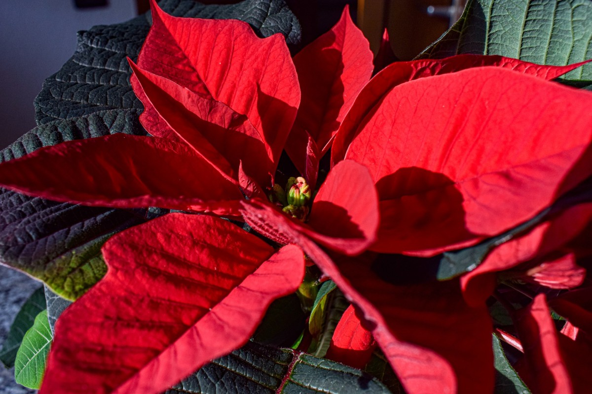 The actual real flowers of the poinsettia plant are actually those pretty boring looking things found in the center of the bracts.