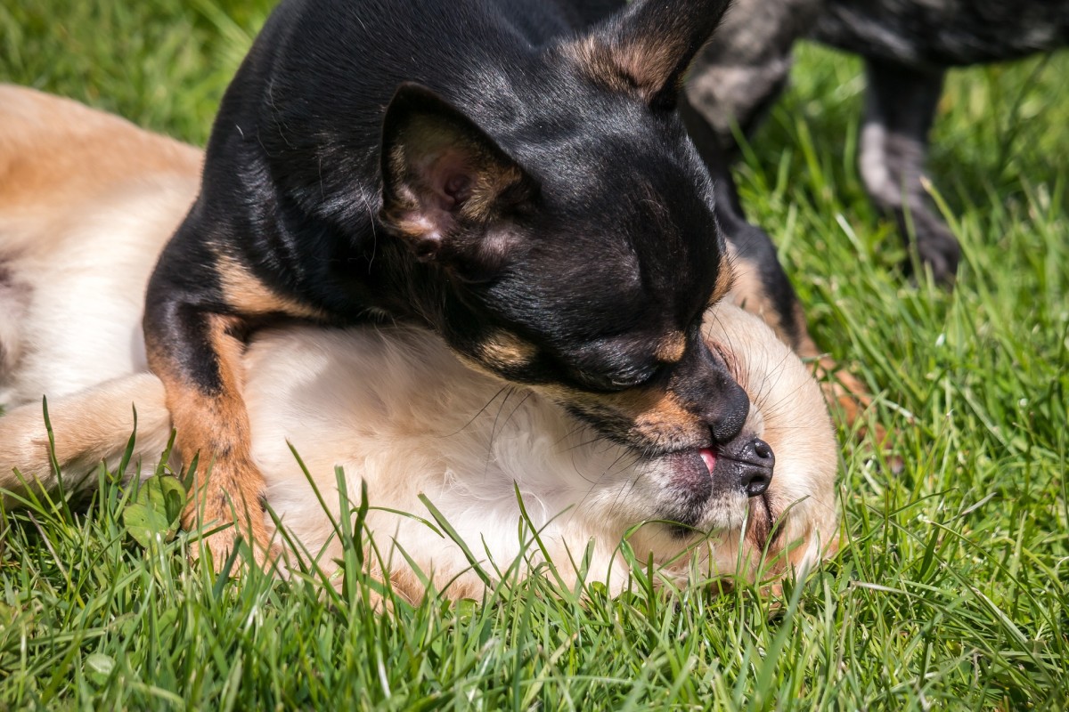Watch out for persistent mouth licking in dogs. 
