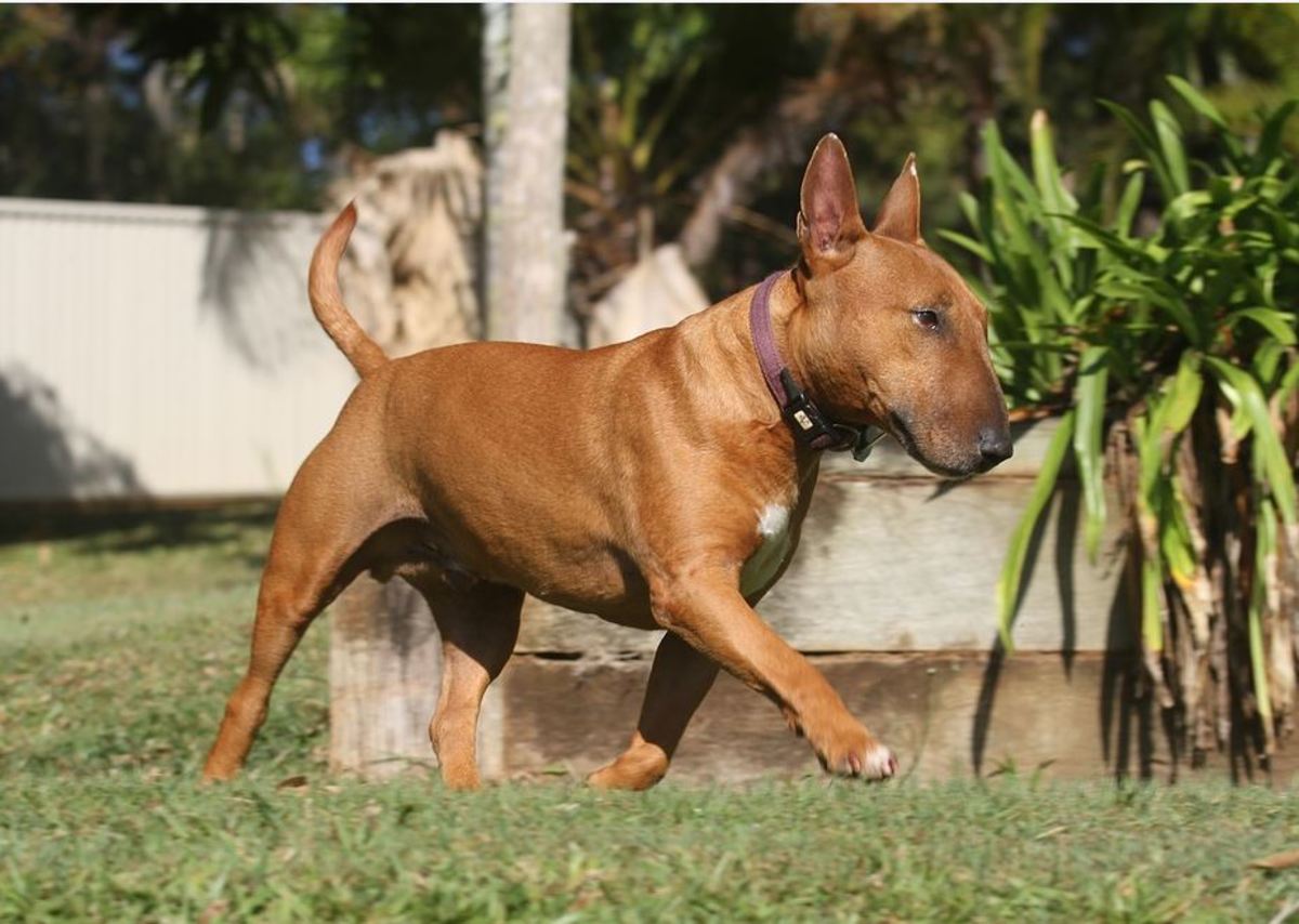 Bull terriers are predisposed to tail-chasing behaviors