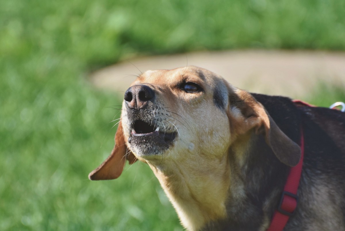 A dog barking at other dogs on walks may be frustrated