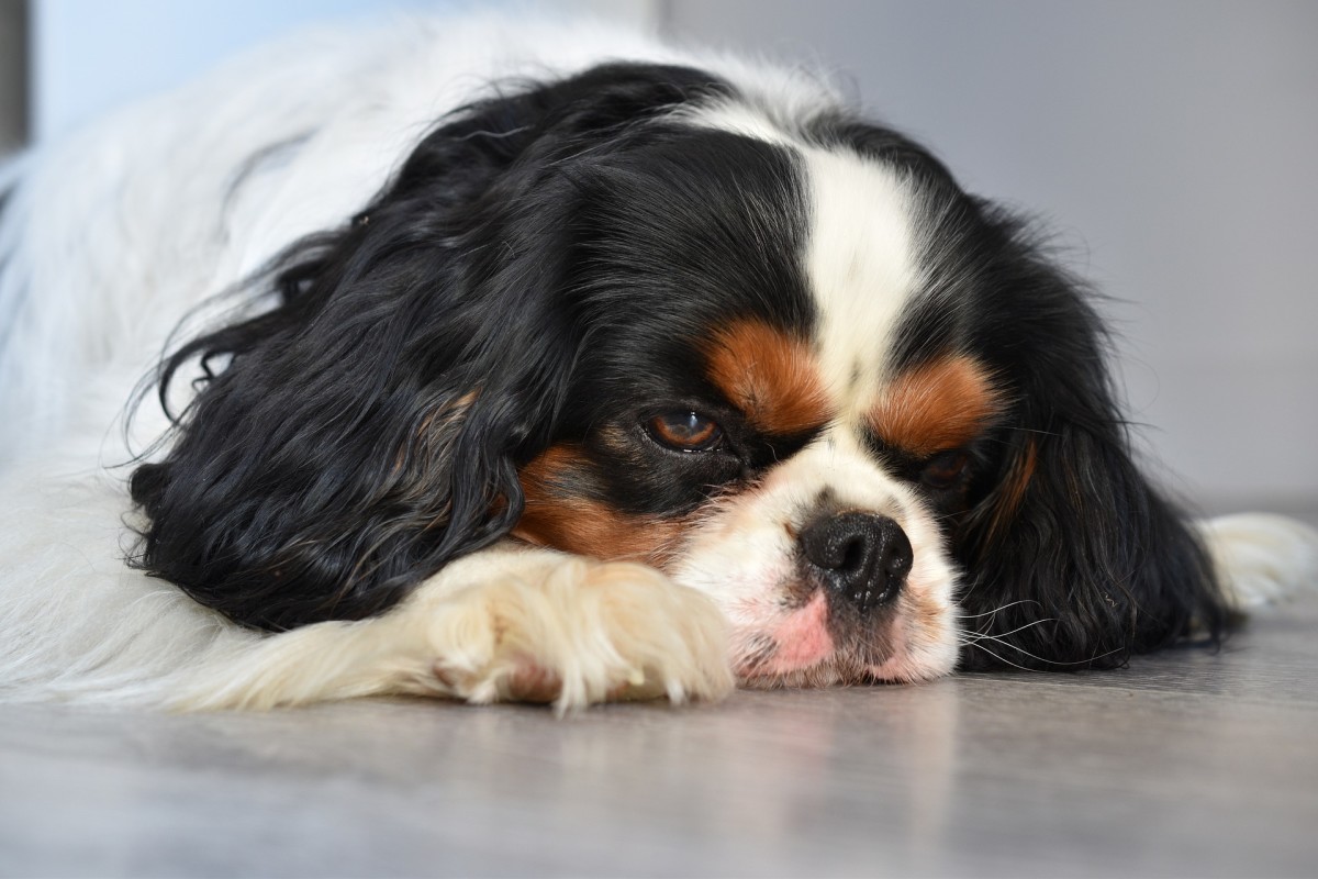 When dogs vomit undigested food it is best to consult with the vet. 