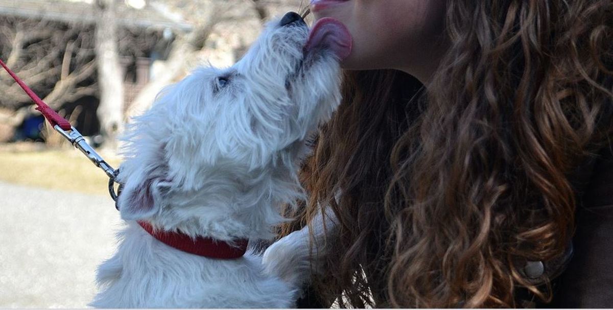 Dogs will greet humans by jumping up and licking faces too. 