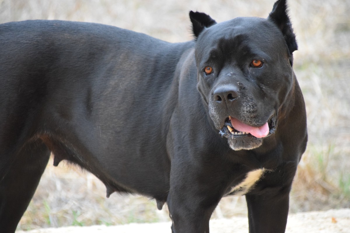 A Cane Corso with a "battle crop." The ear cropping stems from the olden days when this dog breed was used for hunting and animals could have injured its ears. Today, ears are often cropped short to make the dog look more powerful.
