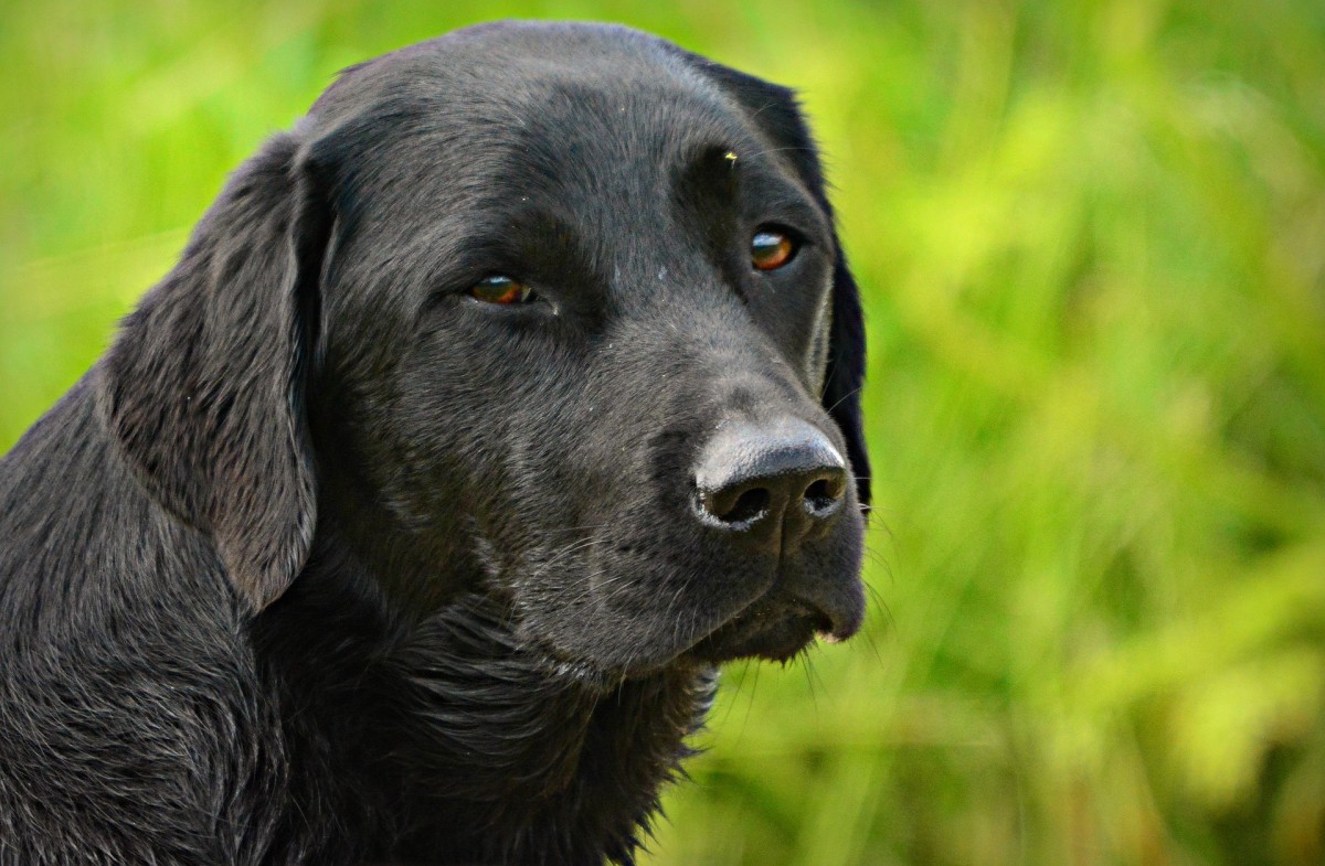 Squinting is often a sign of eye pain in dogs.