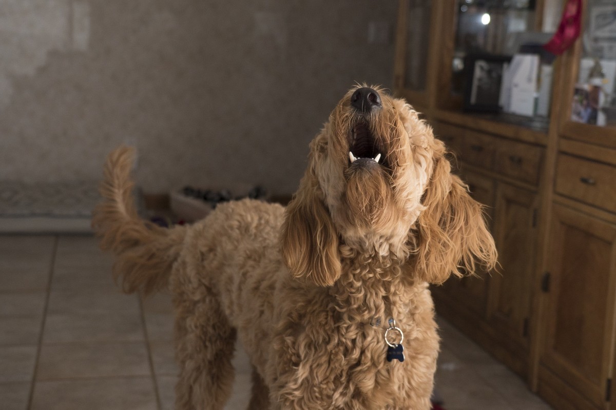 What s The Difference Between Dog Howling And Baying Dog Discoveries