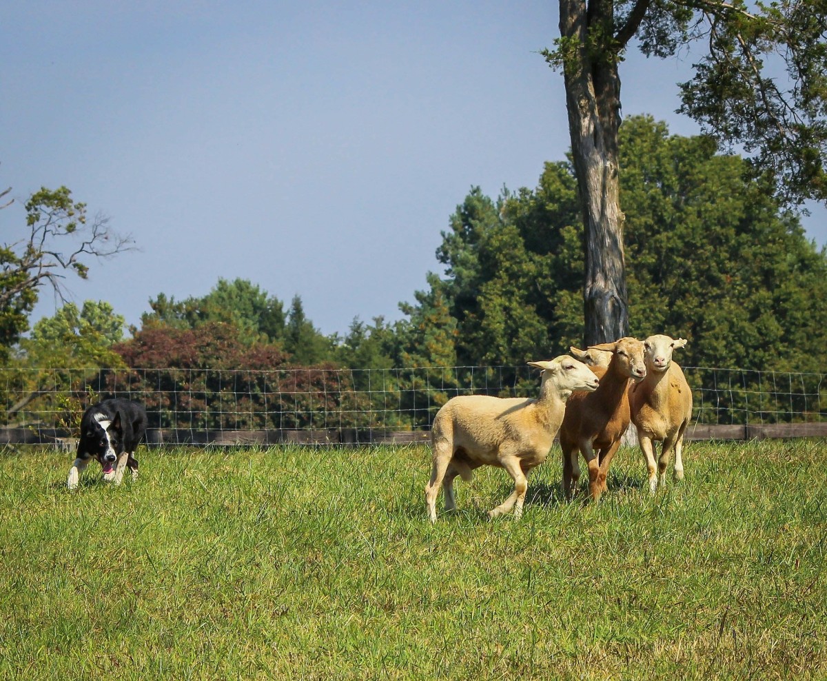 do border collies bite