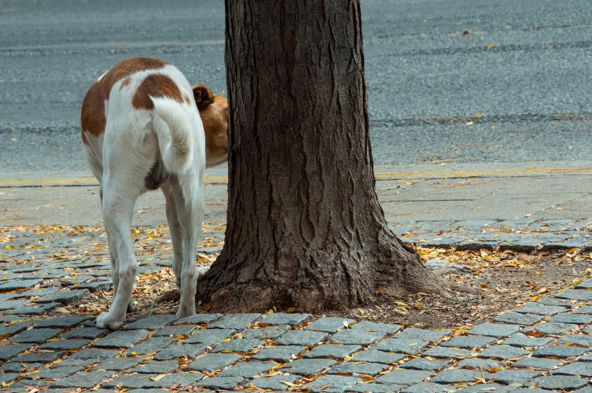 Why Do Dogs Mark Territory With Pee? Dog Discoveries