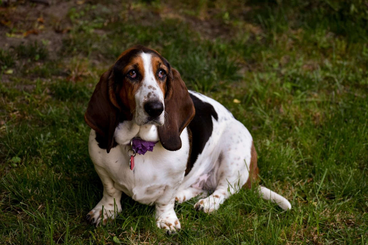 Basset hounds are prone to skin conditions due to their wrinkles.