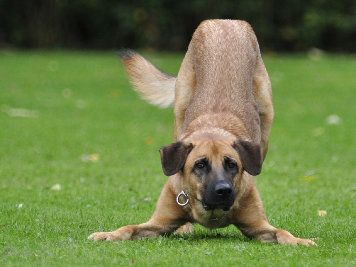 why does my dog keep yawning and stretching