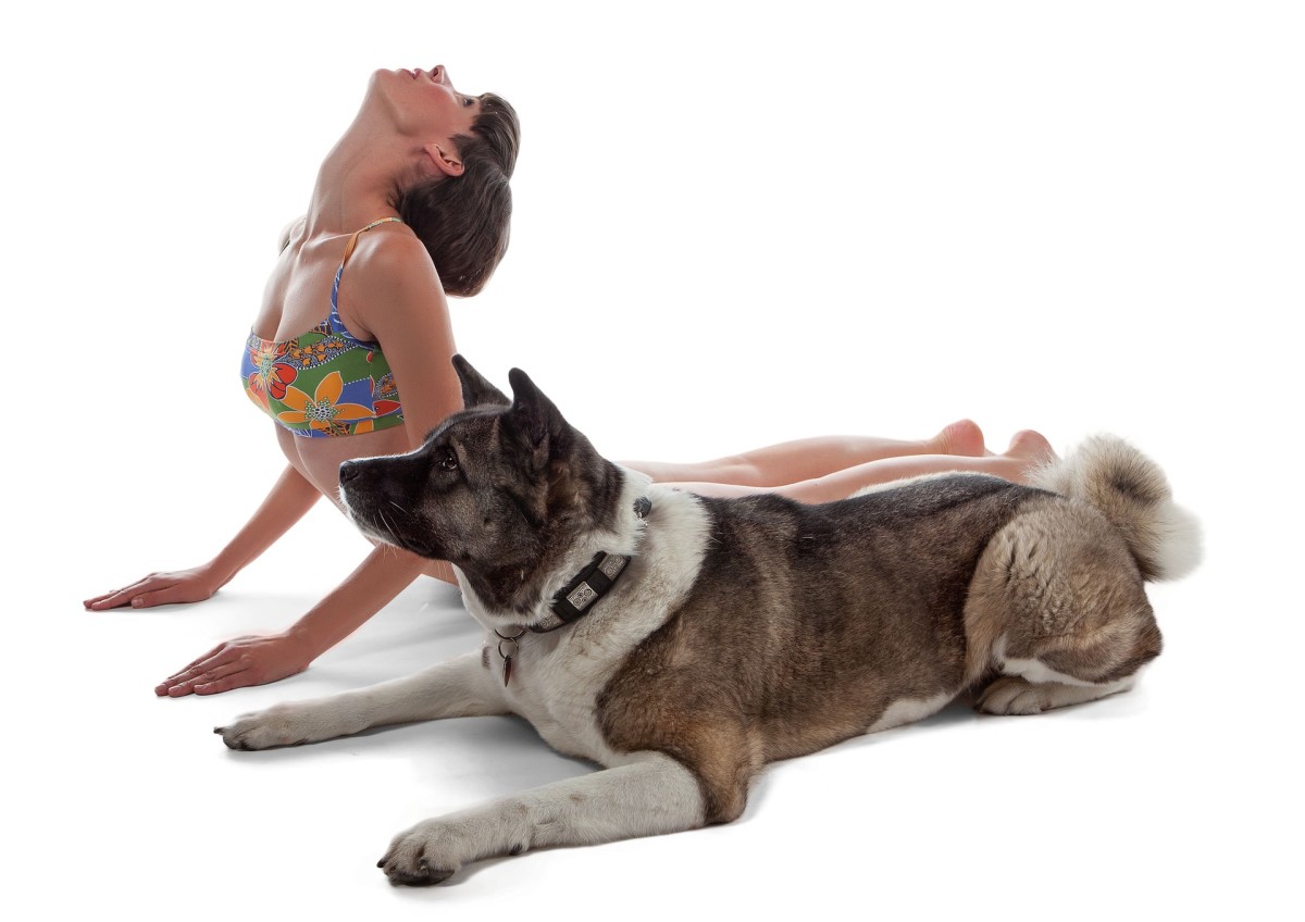 "Doga" is the new discipline that combines dogs with yoga.