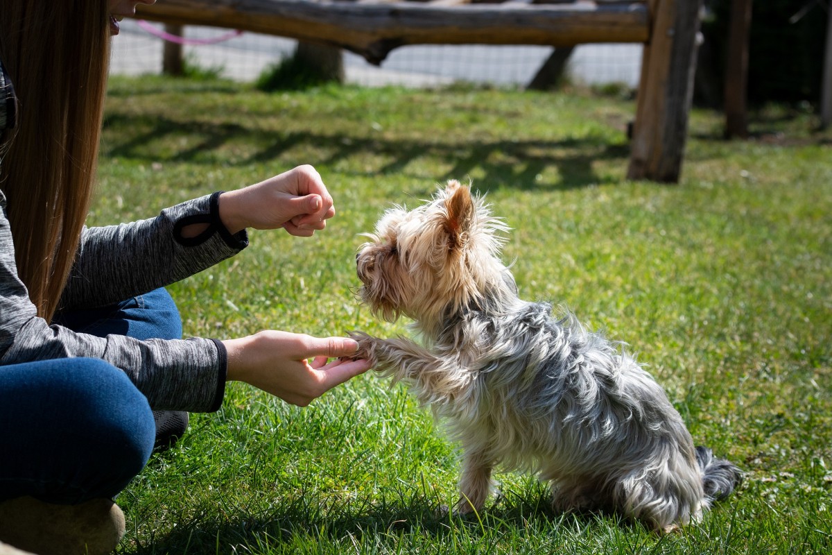 why does my dog always want to shake hands