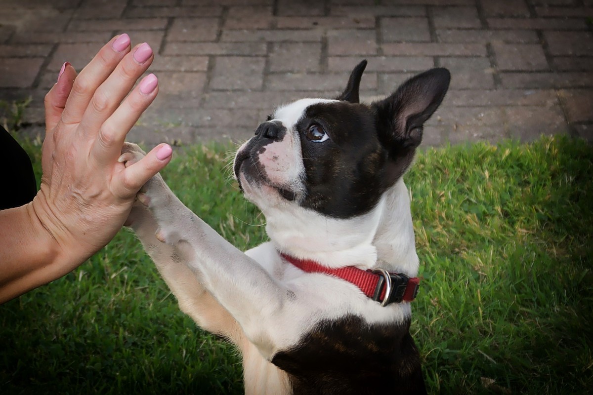 why does my dog always want to shake hands