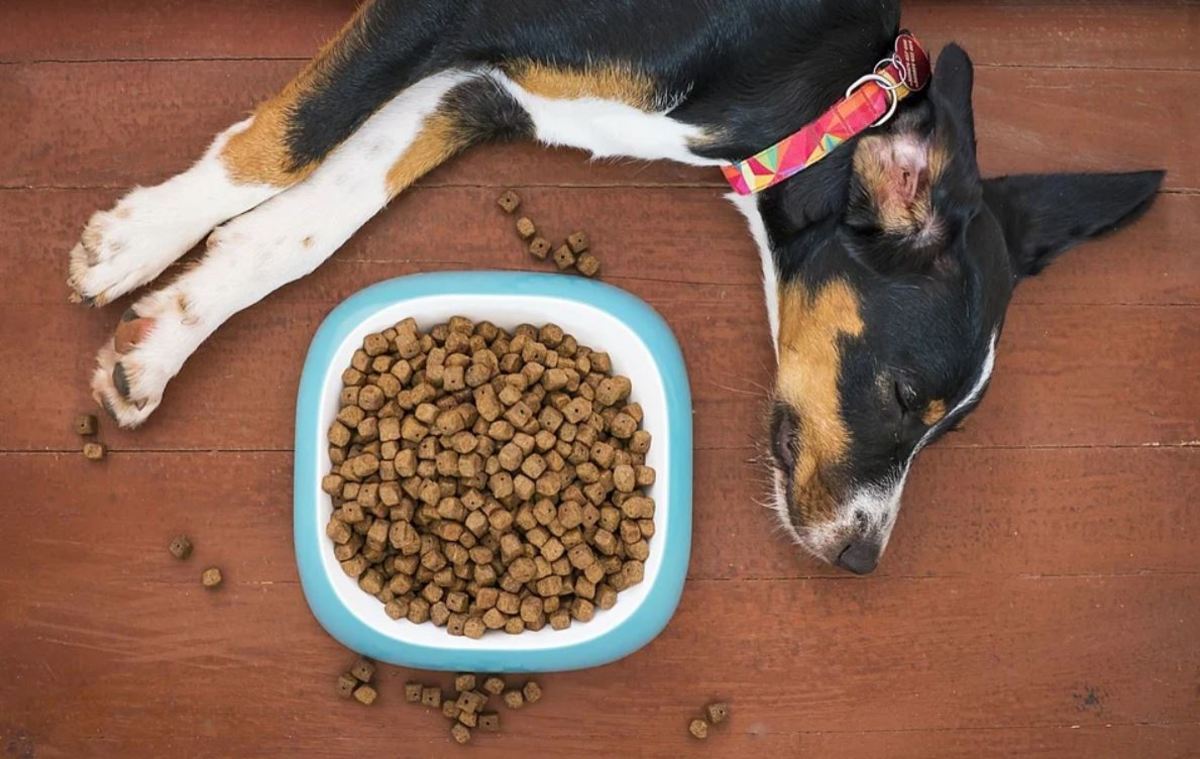 Would a Dog Starve if He Doesn't Like His Food - Dog Discoveries
