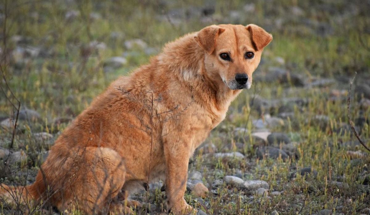 coarse coat dog