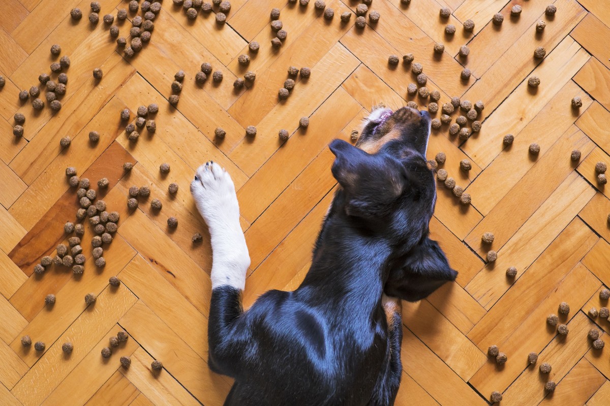 Many dogs flip their bowl over to add an extra challenge. 