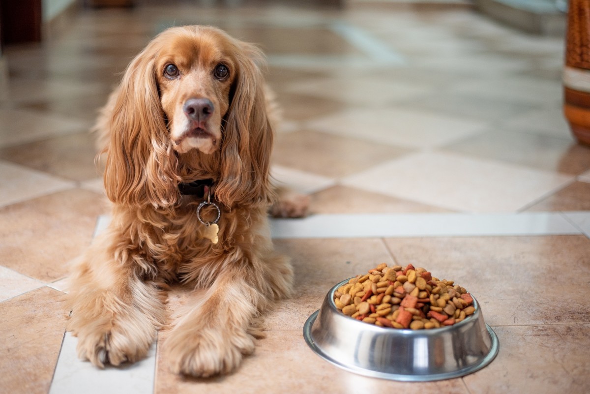 Perhaps your dog isn't feeling well and the flipping of the food bowl is a key manifestation.