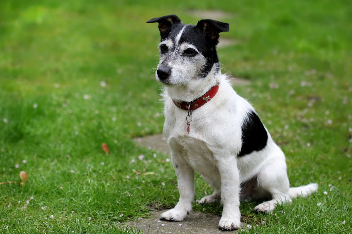 What Does It Mean If Your Dog Has Slimy Poop