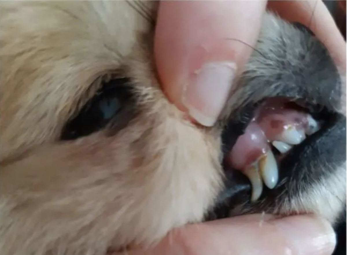 Retained baby teeth in a puppy. Notice the tartar beginning to accumulate. 