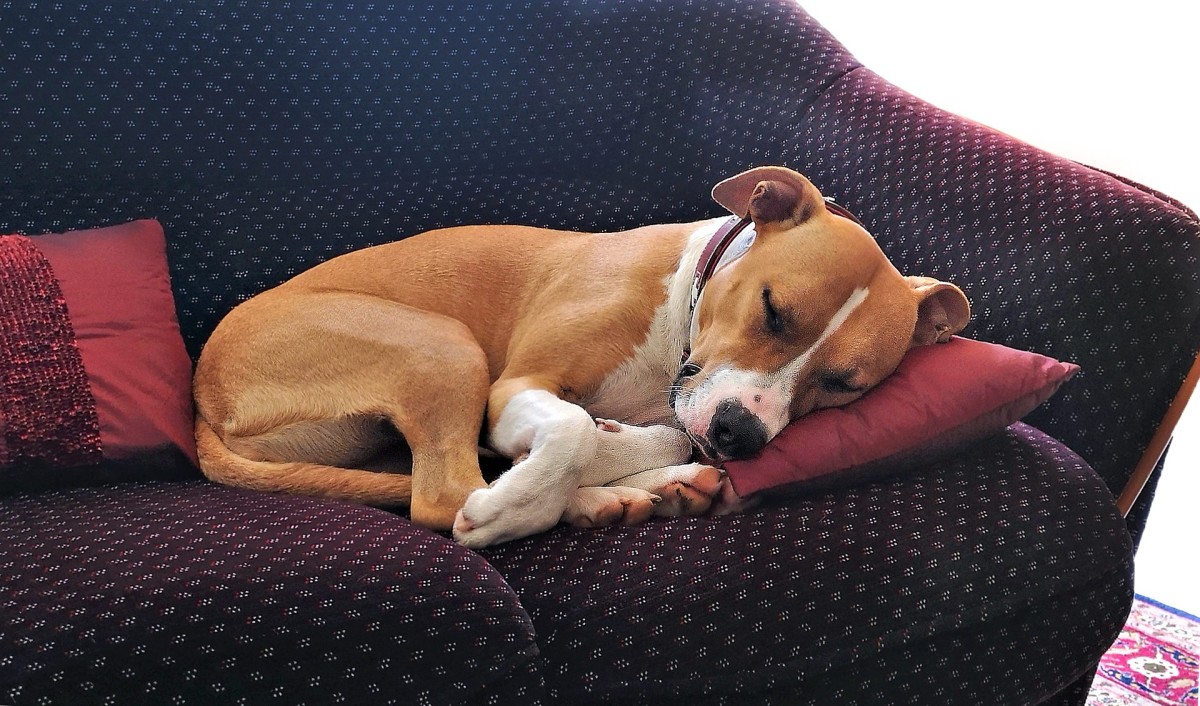 Why Do Dogs Sleep Curled Up in a Ball? Dog Discoveries