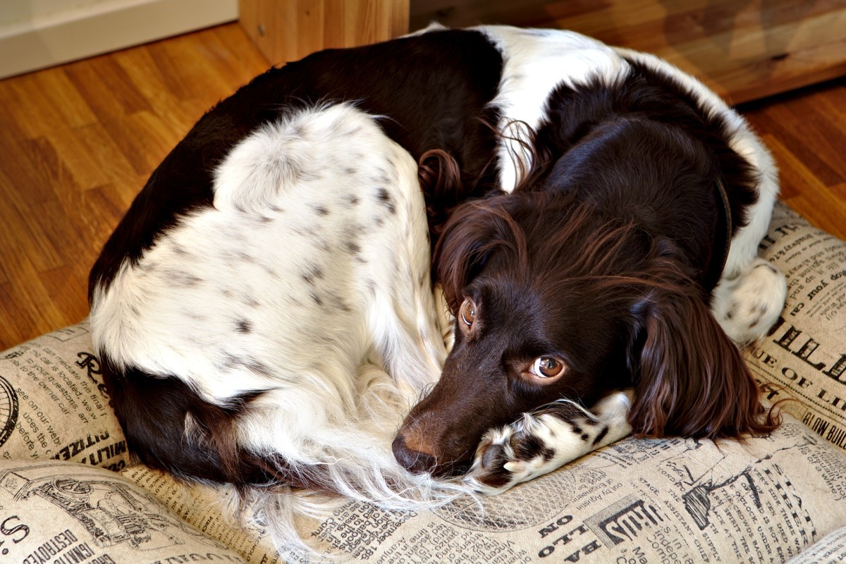 why-do-dogs-sleep-curled-up-in-a-ball-dog-discoveries