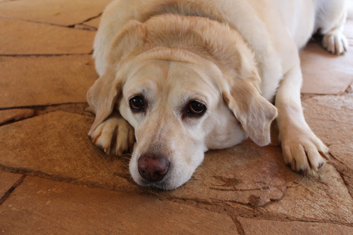 Why Do Dogs Gain Weight After Being Neutered Dog Discoveries