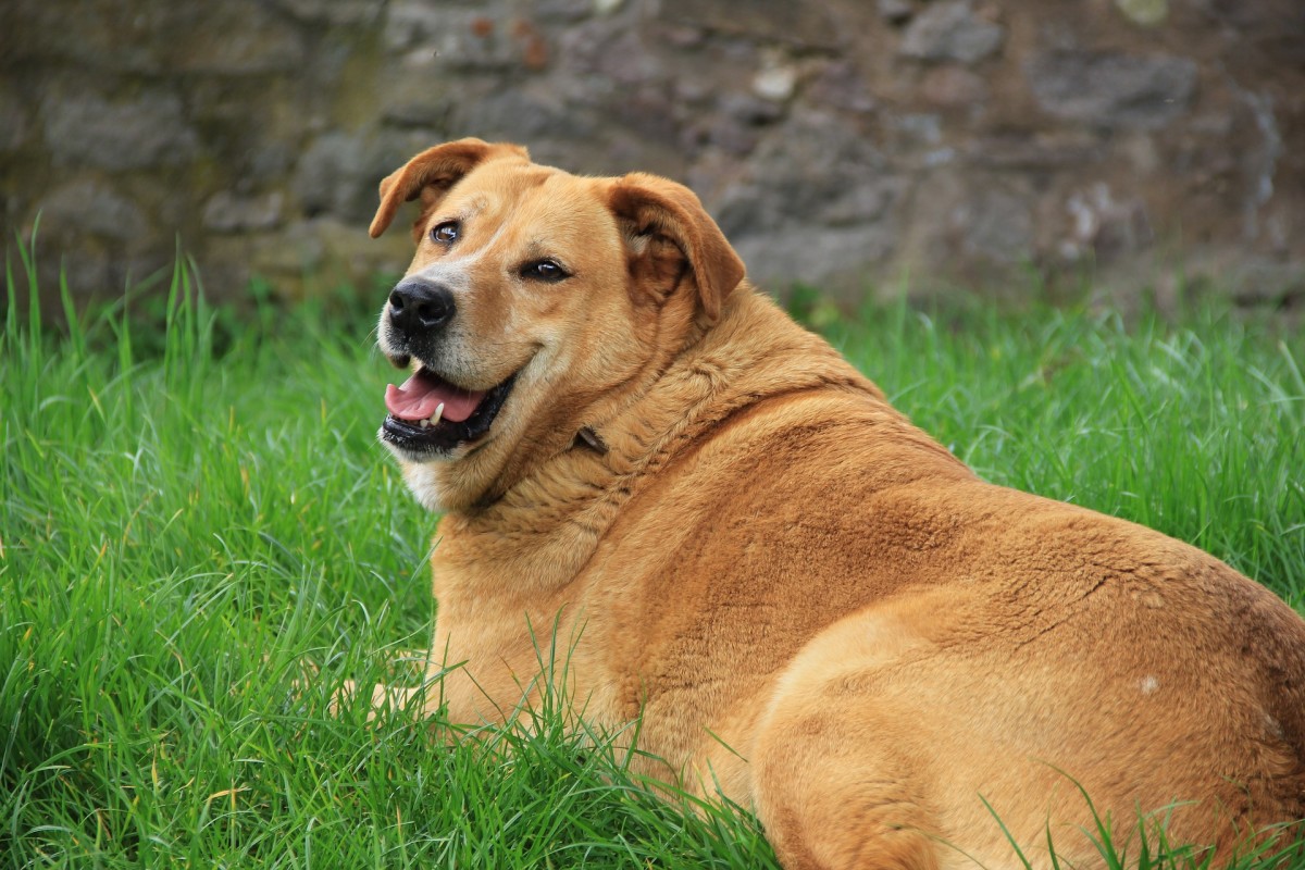 Golden retrievers that are neutered are 50 to 100 percent more likely to become overweight or obese.