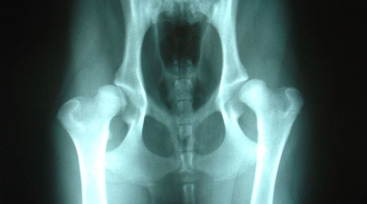 X-ray of dog with hip dysplasia.  