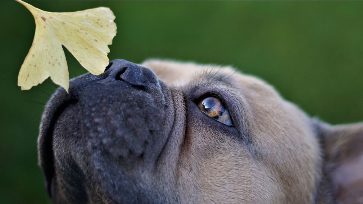 Dogs may blow forcefully through the nose when sniffing something that interests them. 