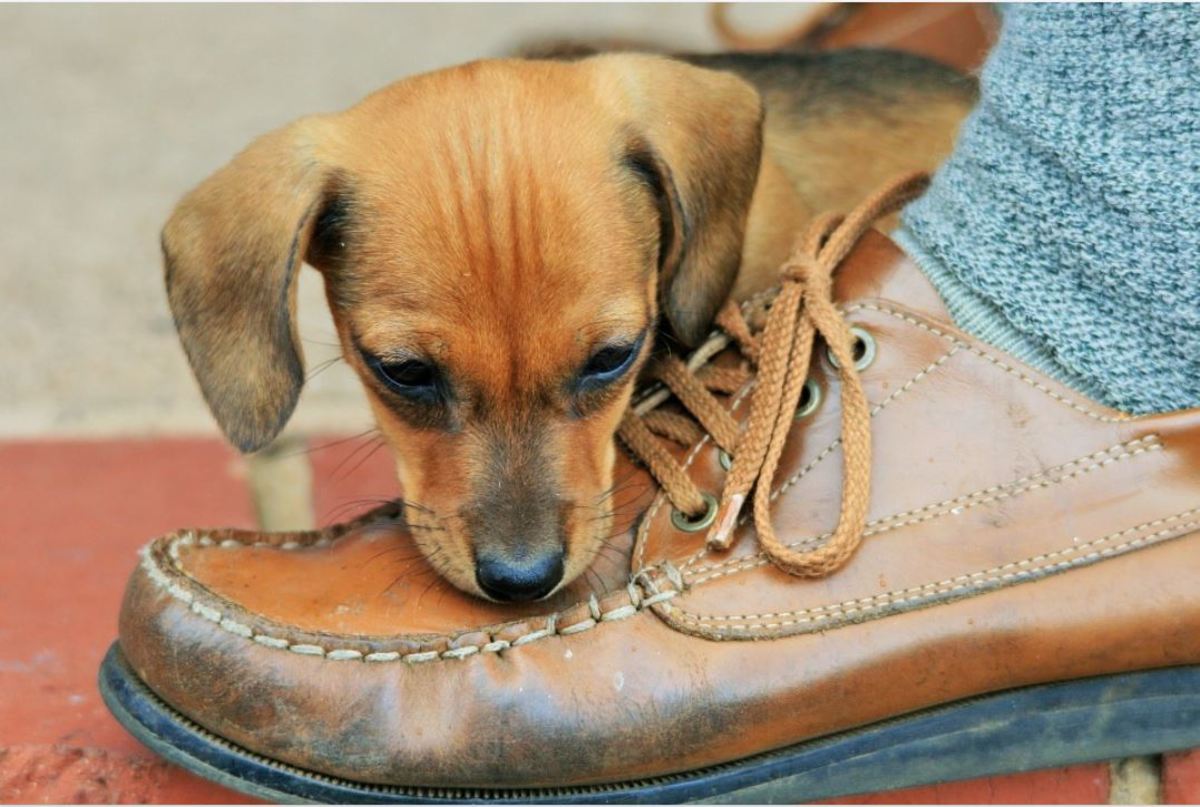 Why Do Puppies Attack Your Feet? Dog Discoveries