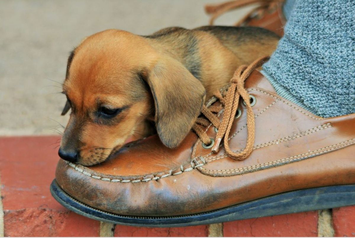 Feet are fun for pups to play with because they are our main mean of locomotion-they move a lot!