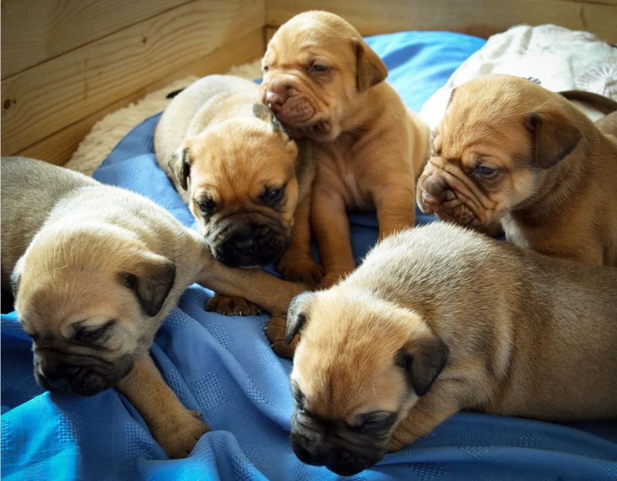 A litter of puppies learning to use a designated area for napping