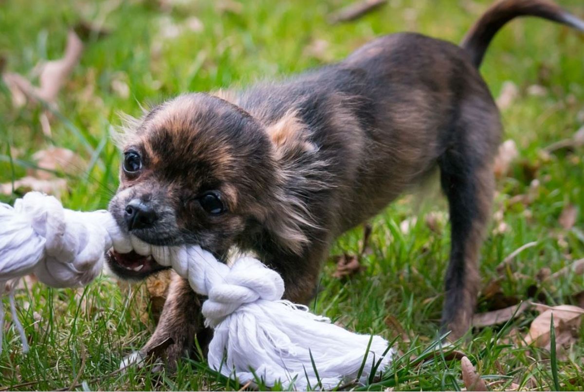 Why Do Puppies Attack Your Feet Dog Discoveries