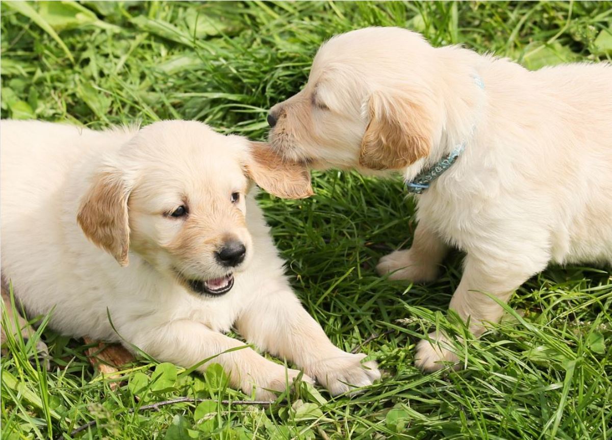 Play is a sign that puppies are healthy and happy.