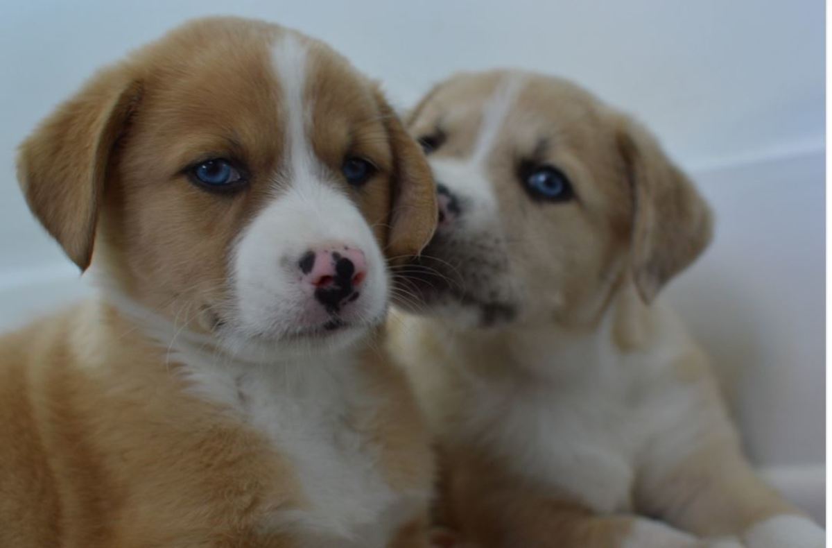 Littermate puppies tend to develop a strong bond between each other. 