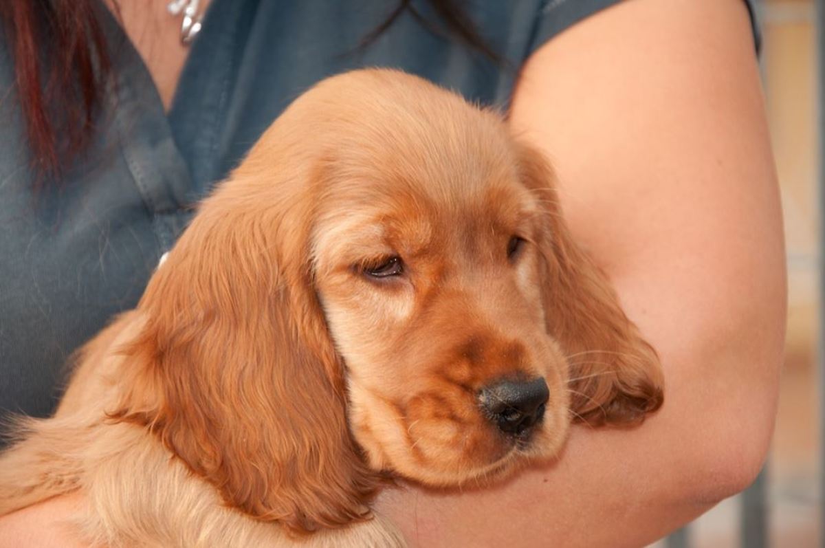 Some puppies have a distinct "cone head" as seen in this cocker spaniel puppy.