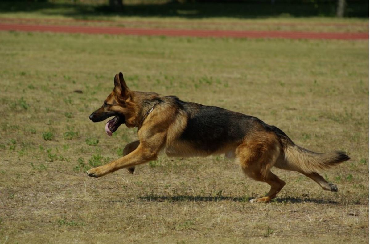 The Cost of ACL Surgery in Dogs - Dog Discoveries