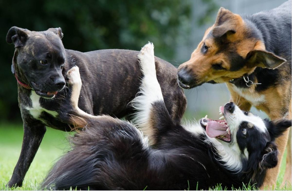 Why Do Dogs Fight at the Dog Park? - Dog Discoveries