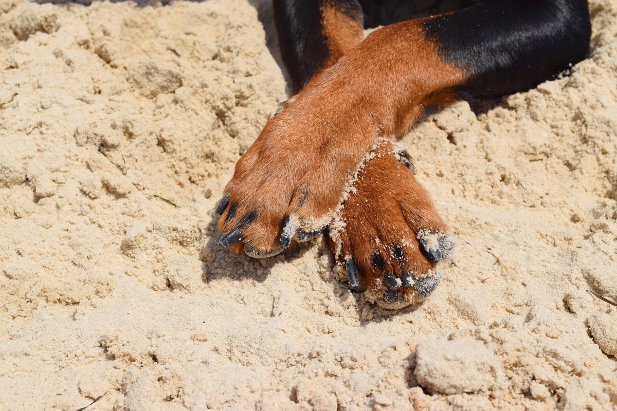 Frito feet outlet treatment